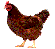 pollastre imatges-animades-gif